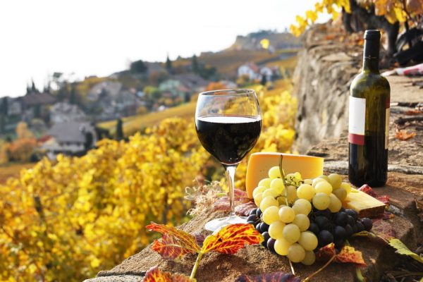 Vignea Vital de Vie – Nutritie pentru productia de must si calitate
